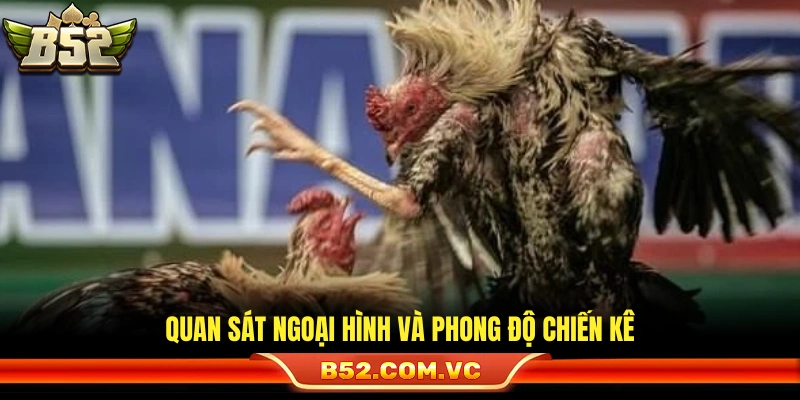 Đánh giá tướng mạo cùng sức khỏe gà chọi