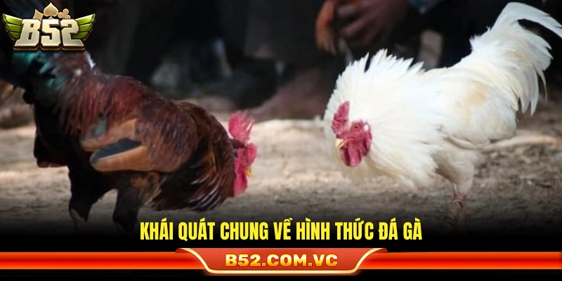 Sơ lược về các loại hình thi đấu gà